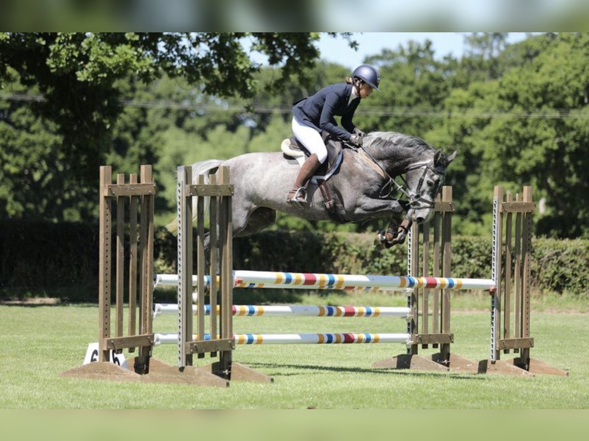 Zangersheide Giumenta 7 Anni Grigio in Kent