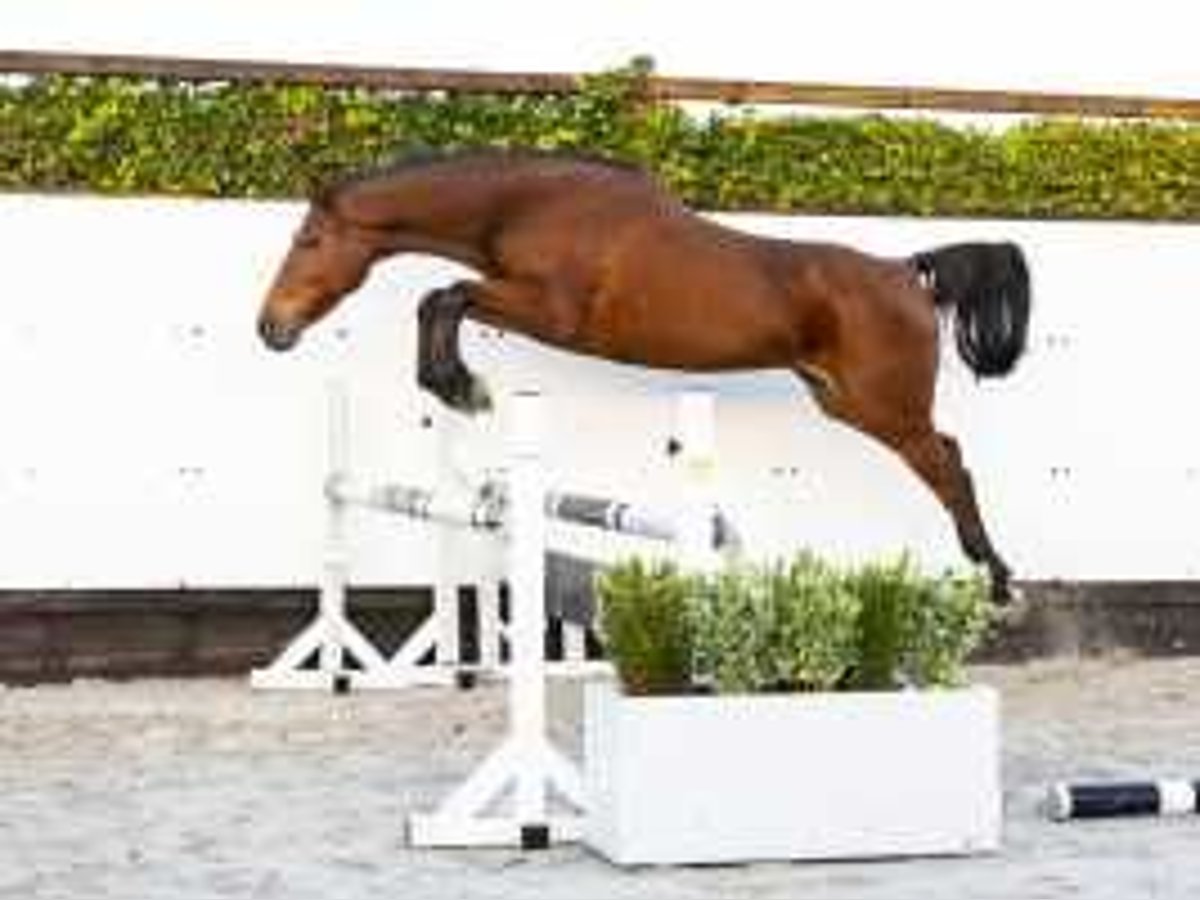 Zangersheide Giumenta 8 Anni 158 cm Baio in Waddinxveen