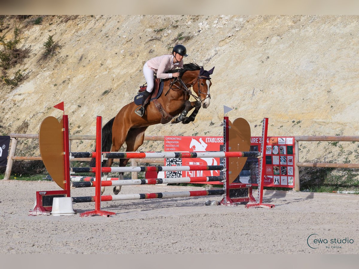 Zangersheide Giumenta 8 Anni 160 cm Baio scuro in Poussignac