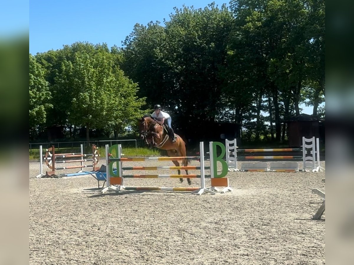 Zangersheide Giumenta 8 Anni 164 cm Baio scuro in Neuhaus an der Oste