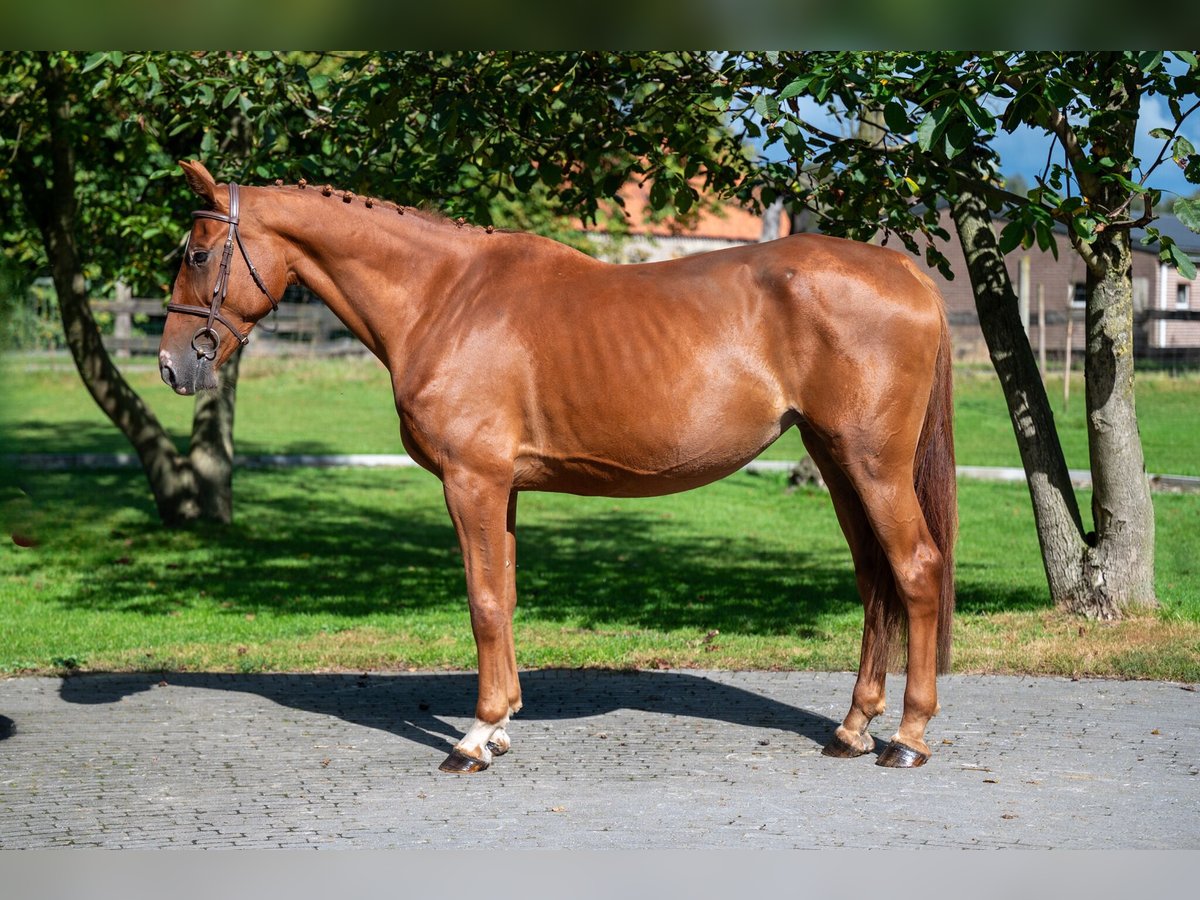 Zangersheide Giumenta 8 Anni 167 cm Sauro in GROTE-BROGEL