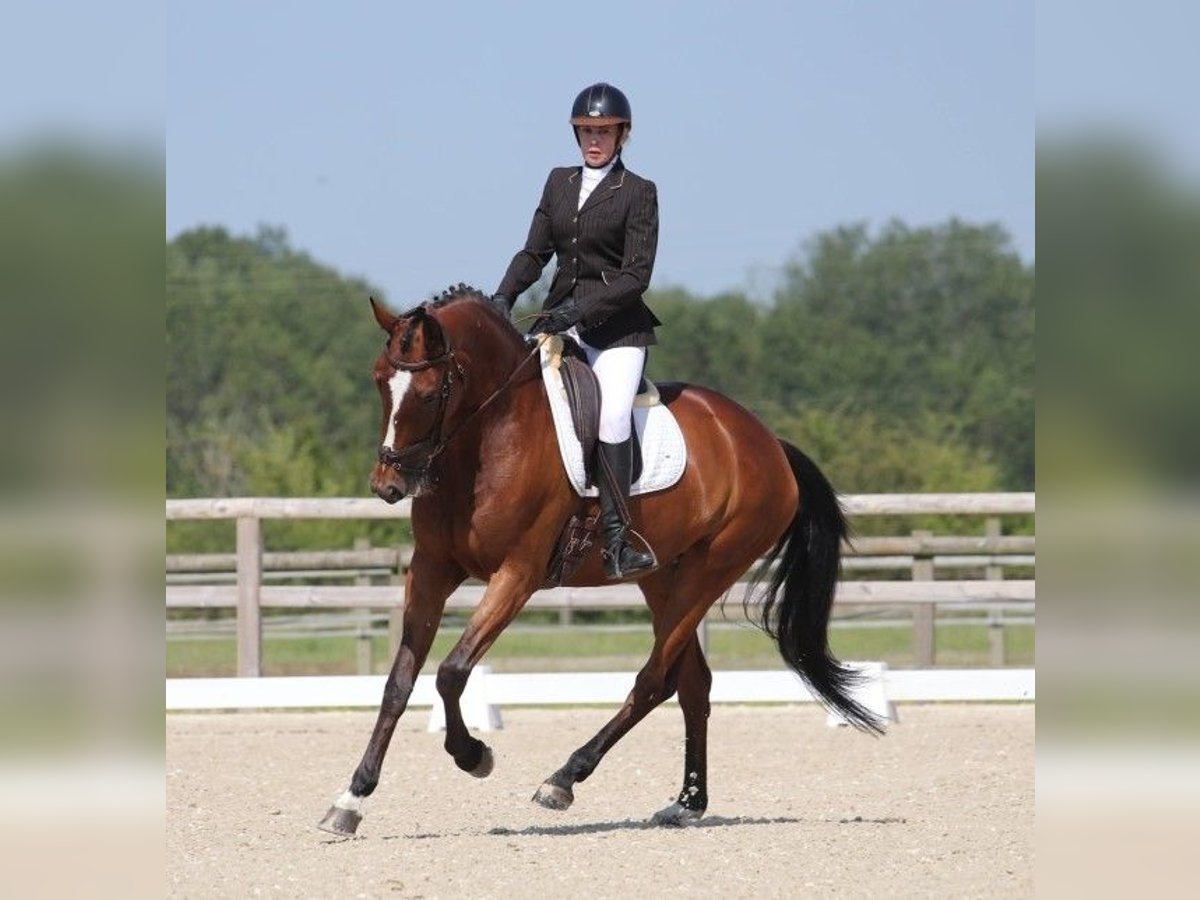 Zangersheide Giumenta 8 Anni 170 cm Baio in Rambouillet