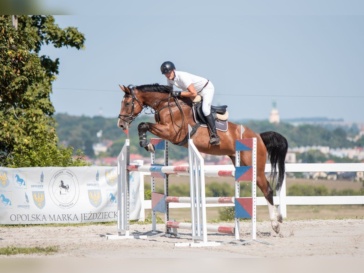 Zangersheide Giumenta 8 Anni 171 cm Baio ciliegia in Prudnik