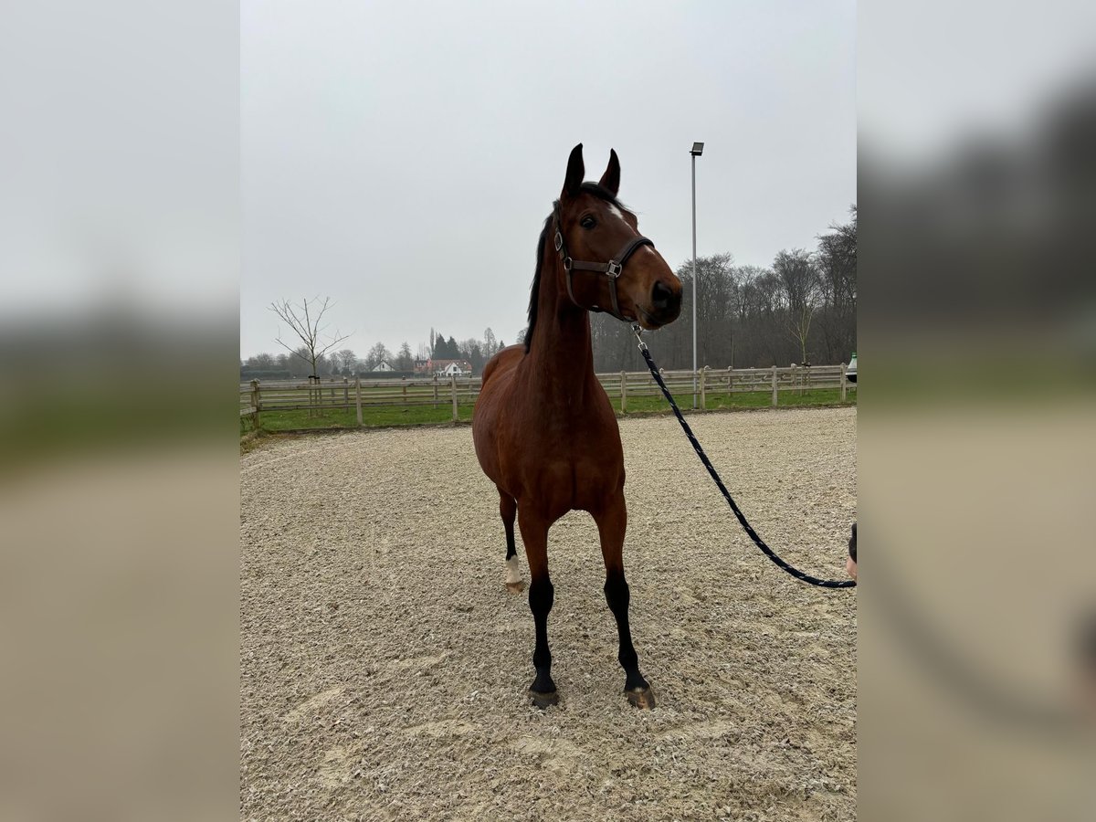 Zangersheide Giumenta 8 Anni 174 cm Baio in Kleve