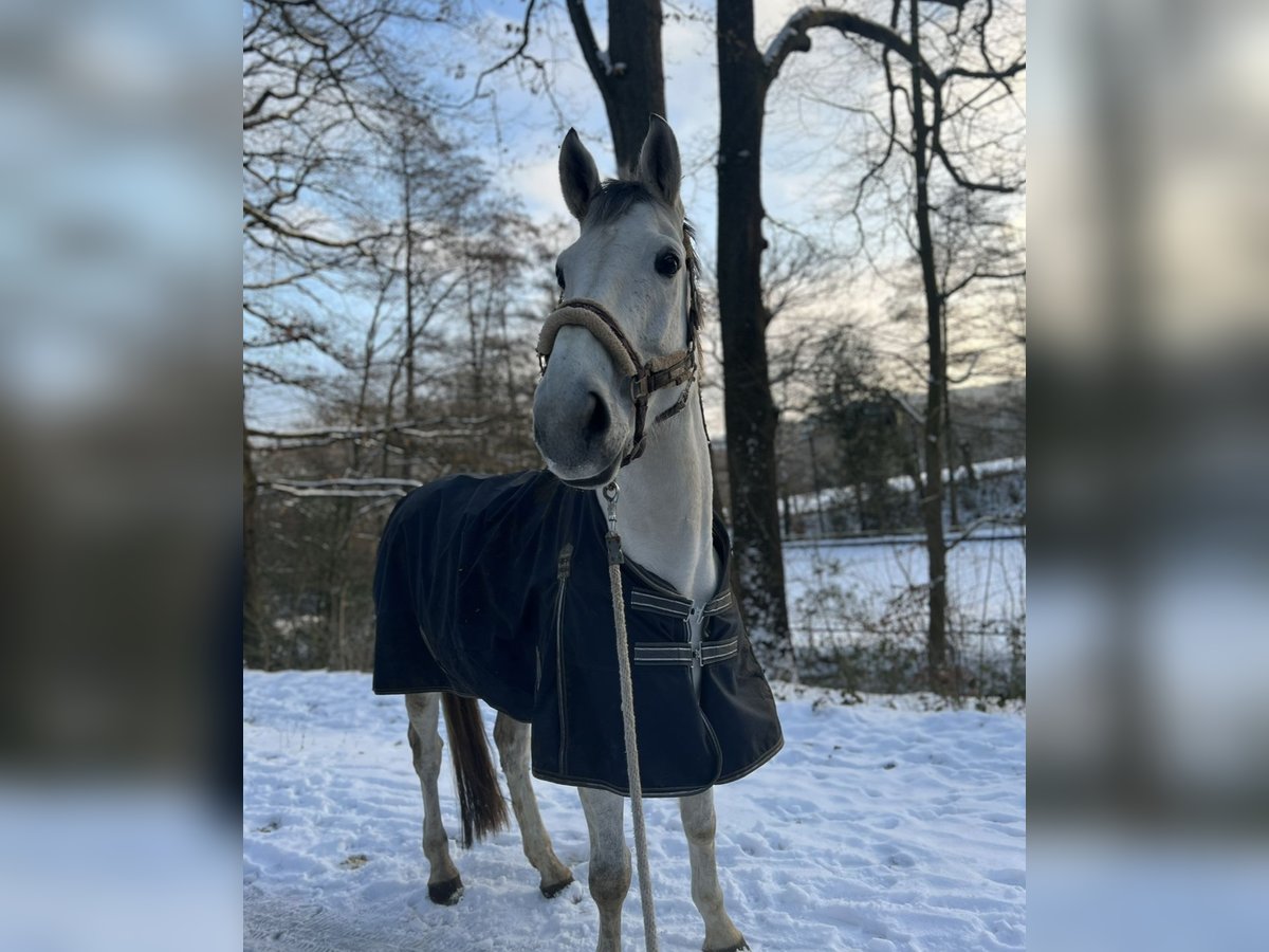 Zangersheide Giumenta 9 Anni 175 cm Grigio in HerdeckE