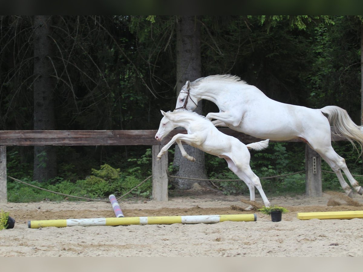 Zangersheide Giumenta Puledri
 (04/2024) 168 cm Bianco in Gronków