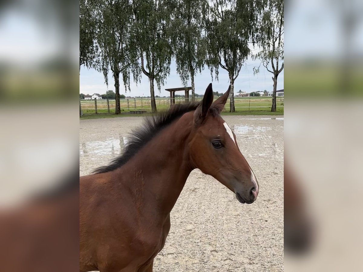Zangersheide Giumenta Puledri (05/2025) Baio in ErhartingErharting