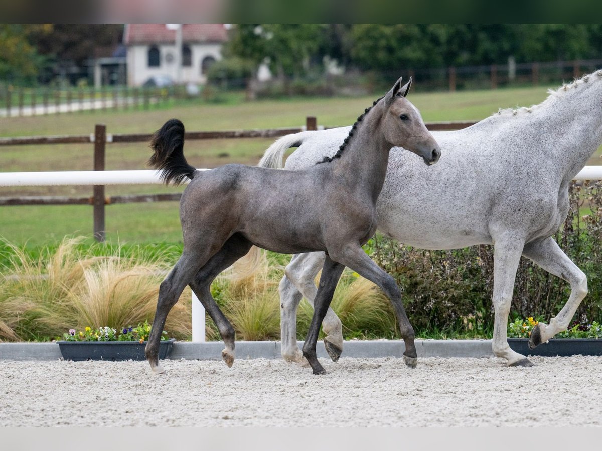 Zangersheide Giumenta Puledri (04/2024) Grigio in Tök