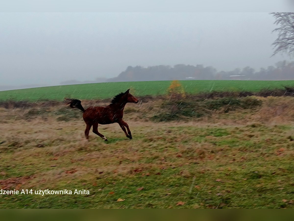 Zangersheide Hengst 1 Jaar 160 cm Bruin in Zajączkówko