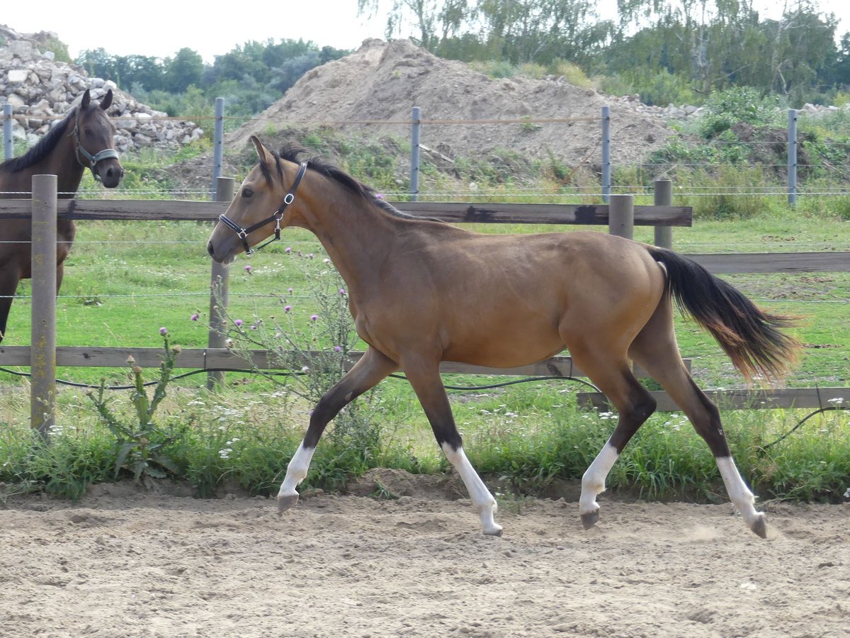 Zangersheide Hengst 1 Jaar 165 cm Buckskin in Mücheln (Geiseltal)Mücheln