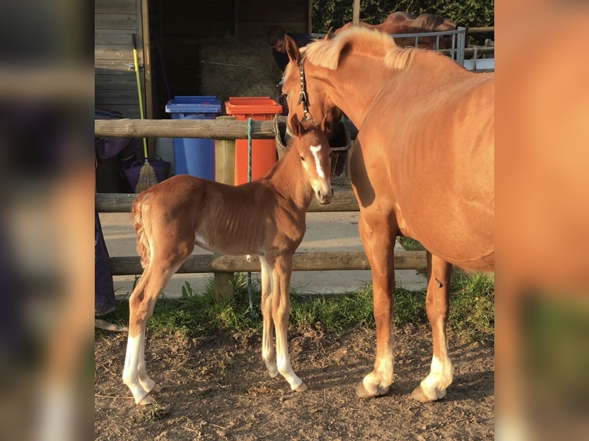 Zangersheide Hengst 1 Jaar 166 cm Donkere-vos in Canterbury