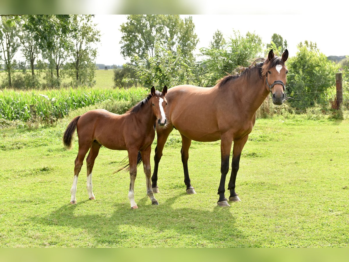 Zangersheide Hengst 1 Jaar 168 cm Zwartschimmel in Oetingenkester