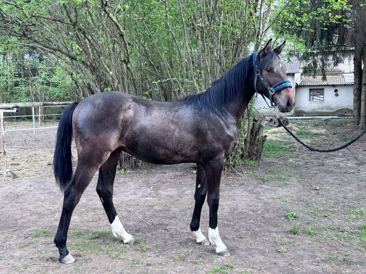 Zangersheide Hengst 1 Jaar 170 cm Donkerbruin in Poznan
