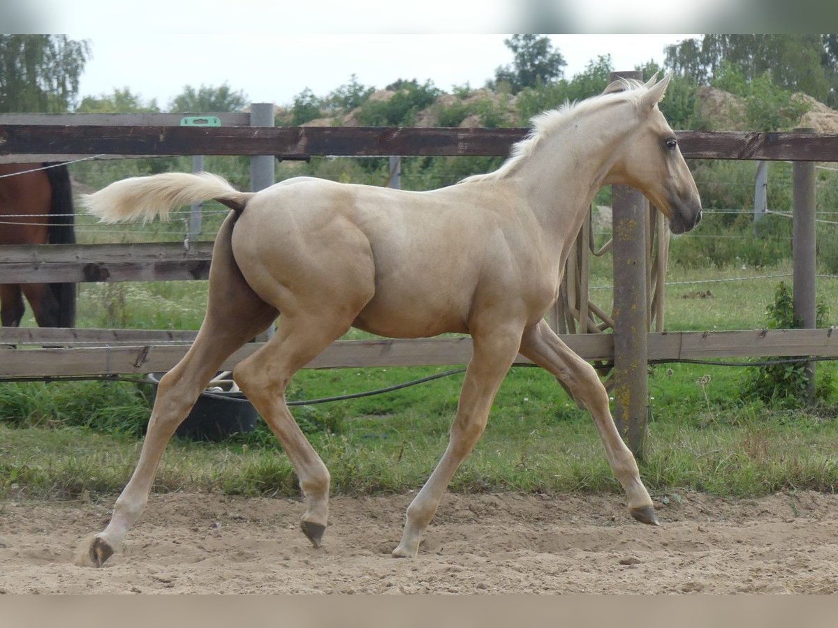 Zangersheide Hengst 1 Jaar 170 cm Palomino in Mücheln (Geiseltal)