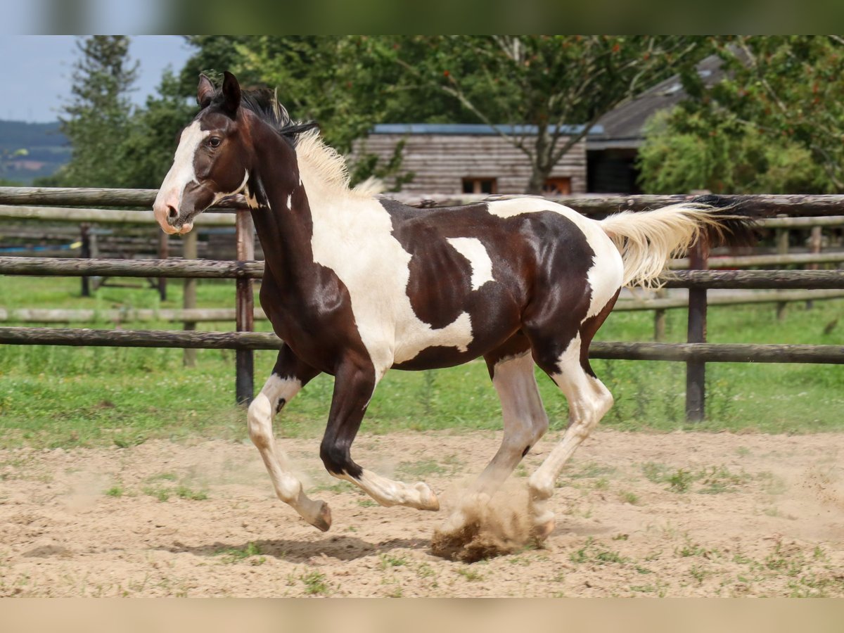 Zangersheide Hengst 1 Jaar 170 cm Tobiano-alle-kleuren in Languidic