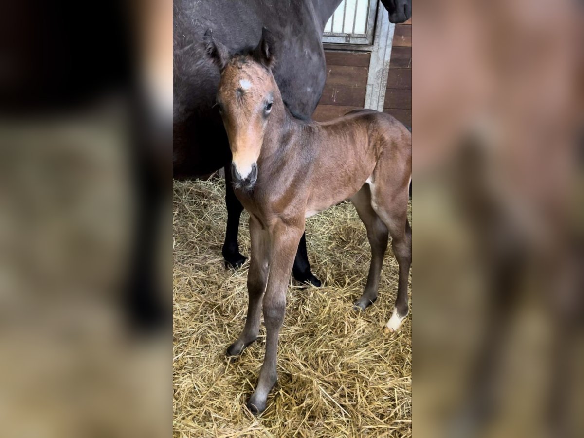 Zangersheide Hengst 1 Jaar 173 cm Bruin in Eerste Exloërmond