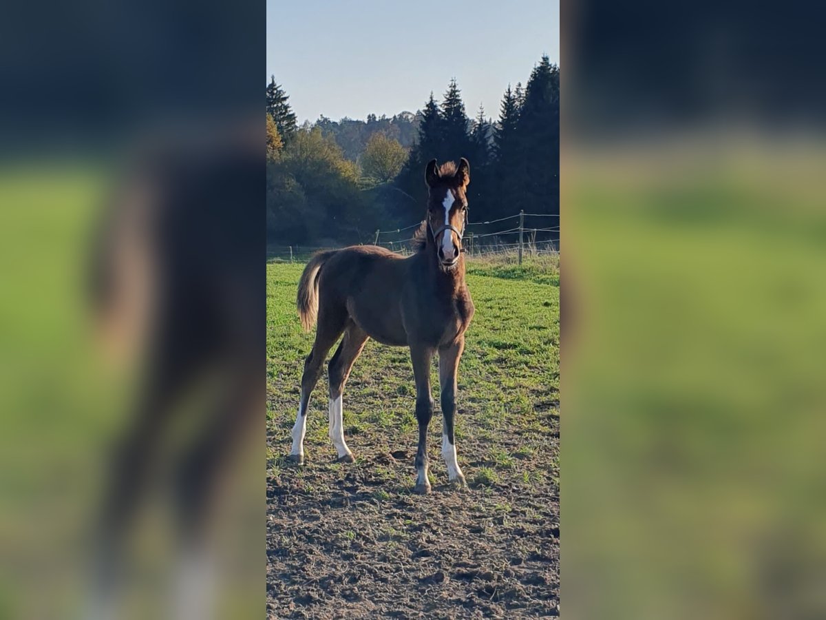 Zangersheide Hengst 1 Jaar Bruin in Bayerisch Gmain