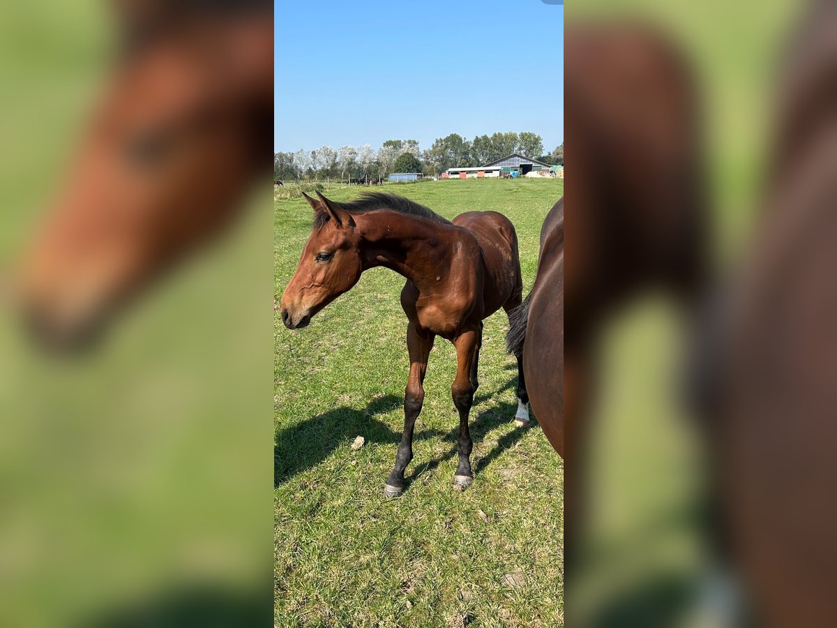 Zangersheide Hengst 1 Jaar Bruin in Ihlow