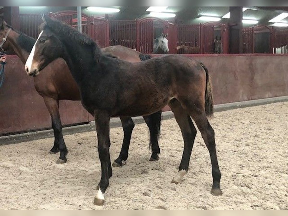 Zangersheide Hengst 1 Jaar Donkerbruin in Swifterbant