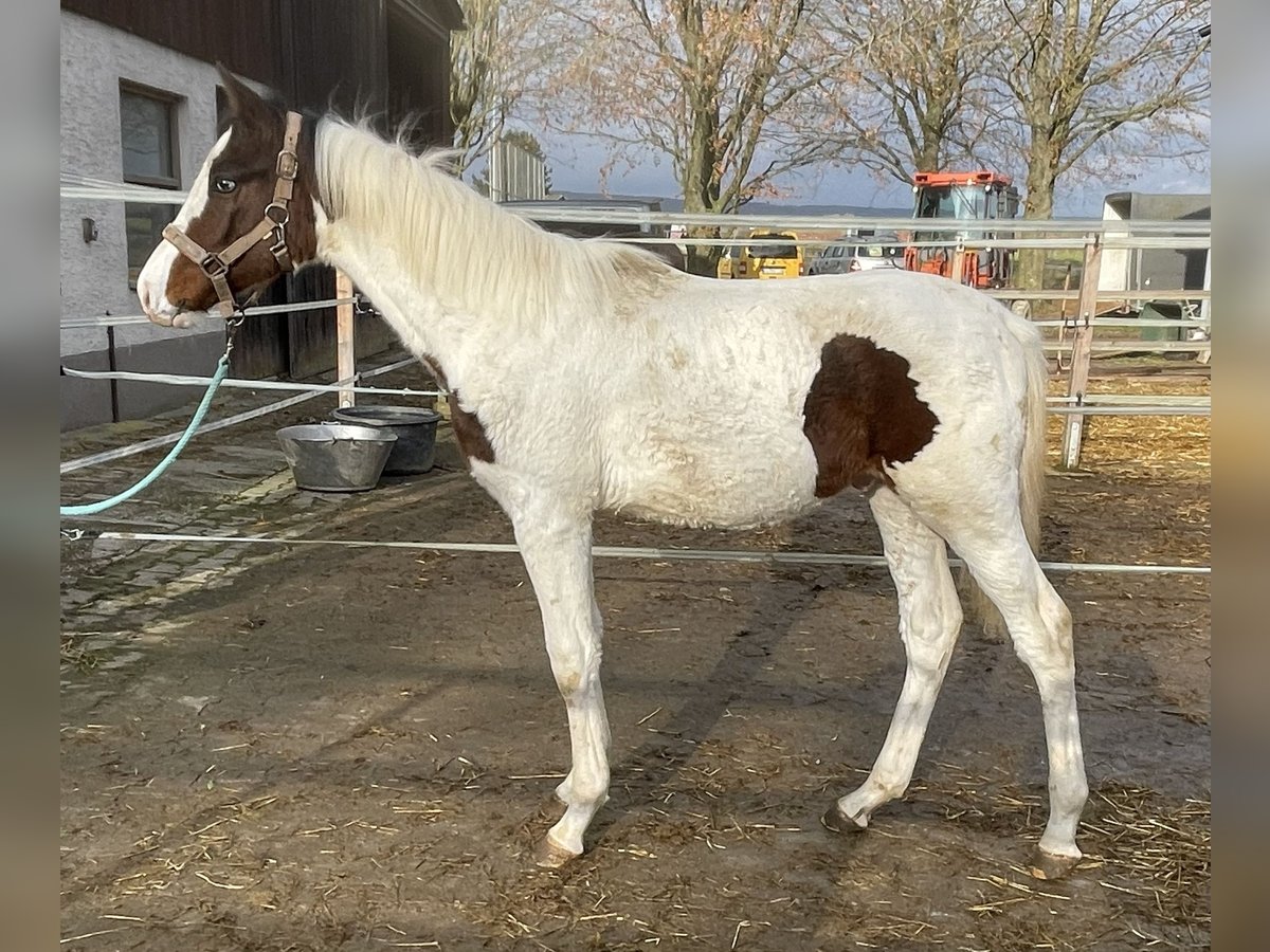 Zangersheide Hengst 1 Jaar Gevlekt-paard in Untermarchtal