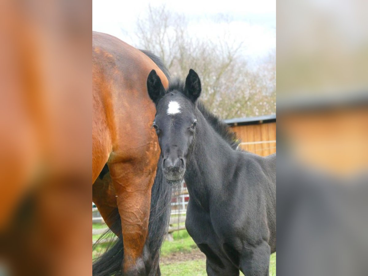 Zangersheide Hengst 1 Jaar Schimmel in Göhrde Plumbohm