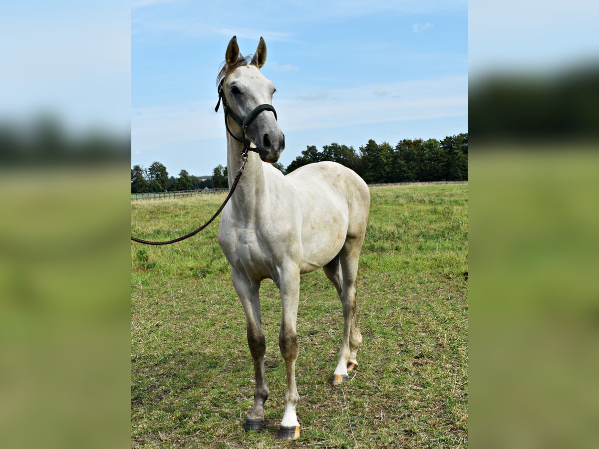 Zangersheide Hengst 1 Jaar Schimmel in Pęklewo