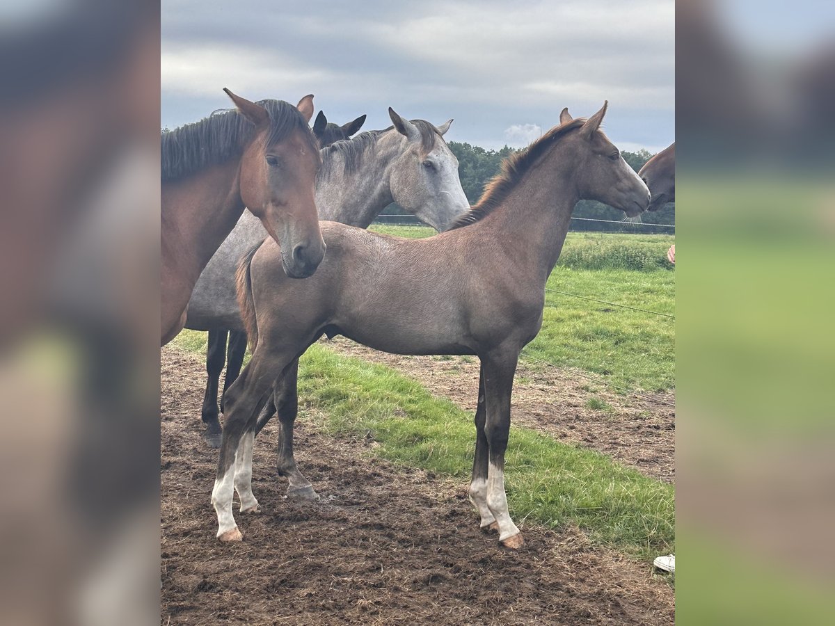 Zangersheide Hengst 1 Jaar Schimmel in Schwarmstedt