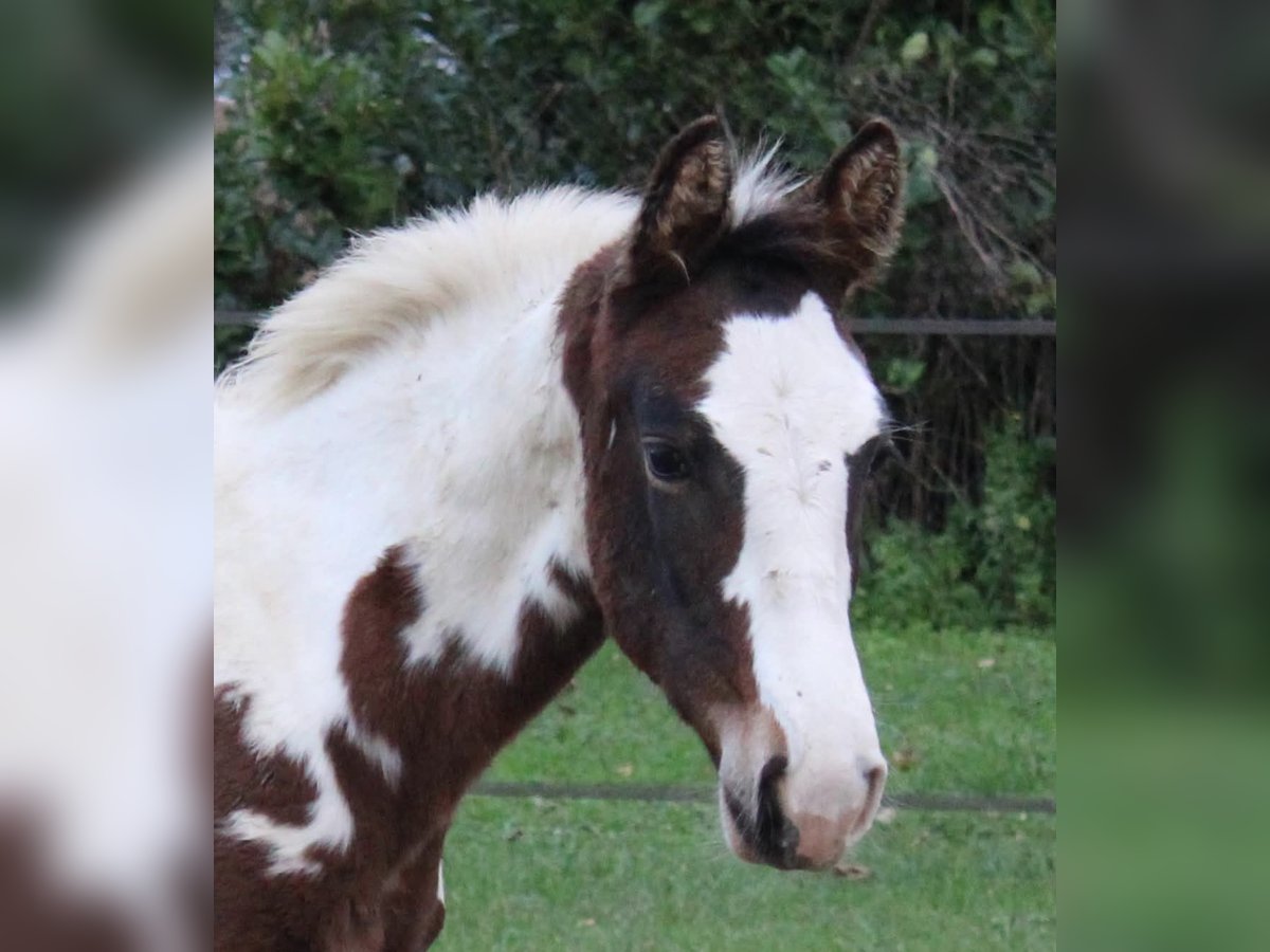 Zangersheide Hengst 1 Jaar Tobiano-alle-kleuren in Teyssode