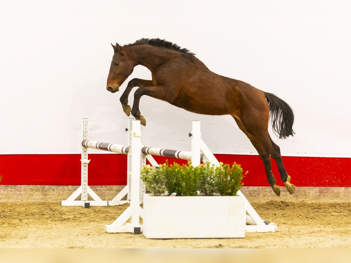 Zangersheide Hengst 2 Jaar 154 cm Bruin in Waddinxveen