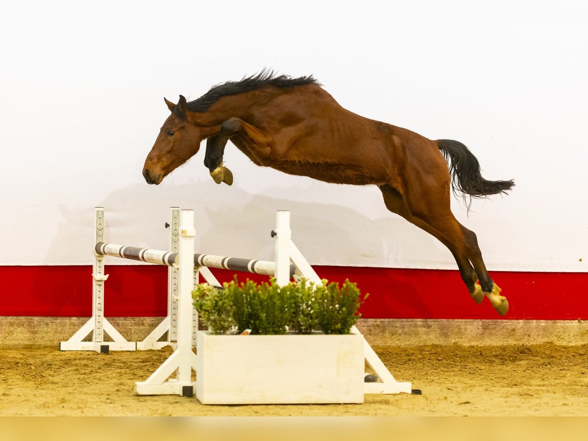 Zangersheide Hengst 2 Jaar 159 cm Bruin in Waddinxveen