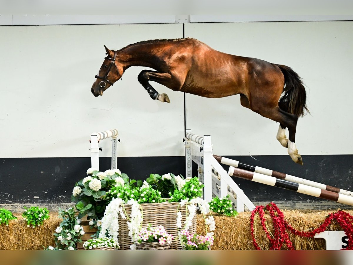 Zangersheide Hengst 2 Jaar 161 cm Bruin in Bladel