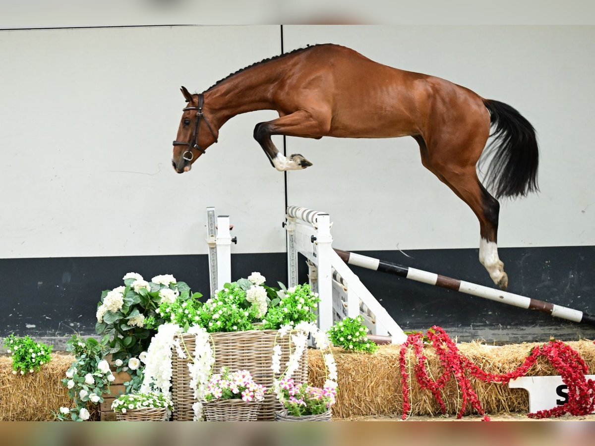 Zangersheide Hengst 2 Jaar 162 cm Bruin in Bladel