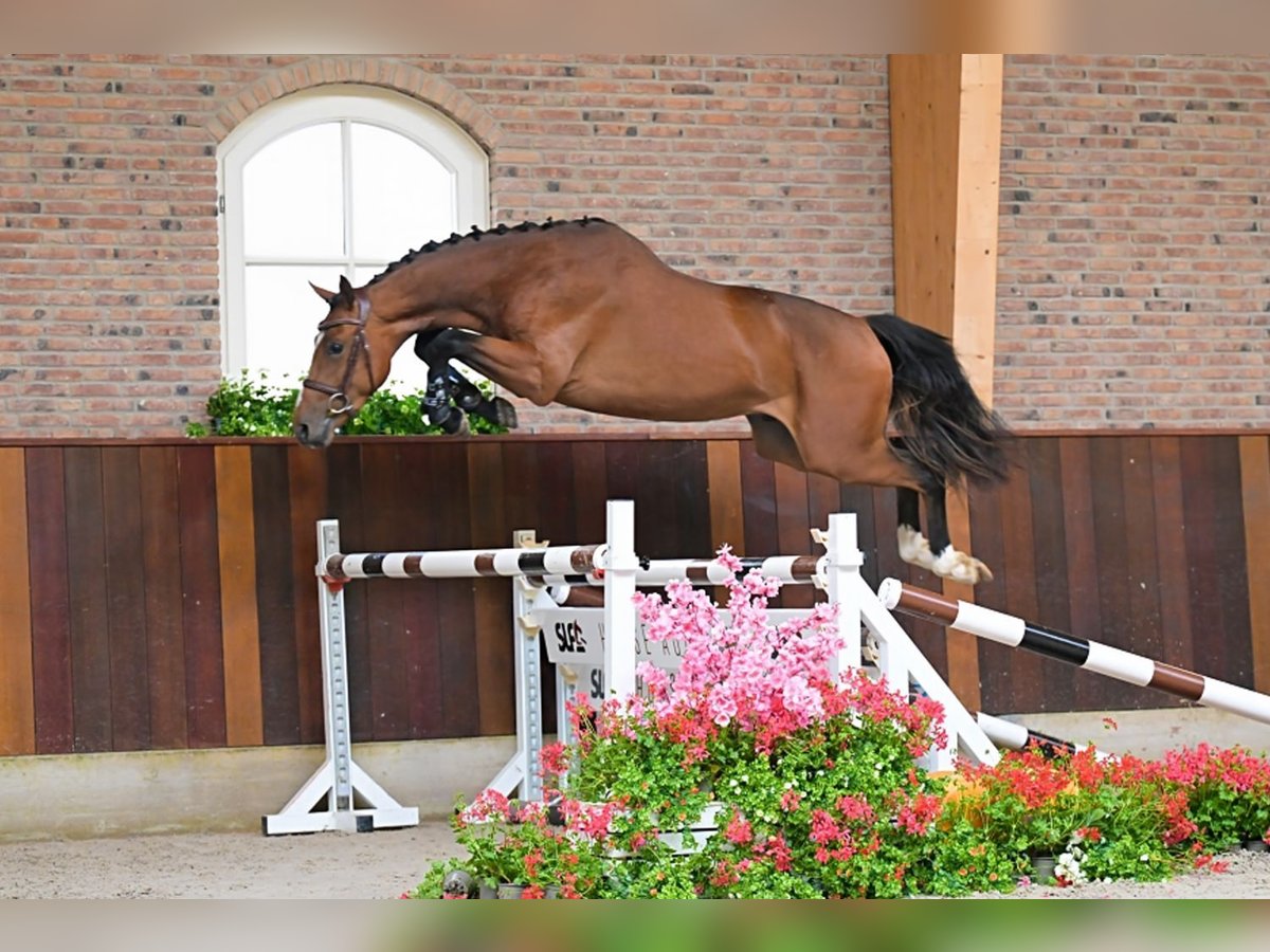 Zangersheide Hengst 2 Jaar 163 cm Bruin in Bladel