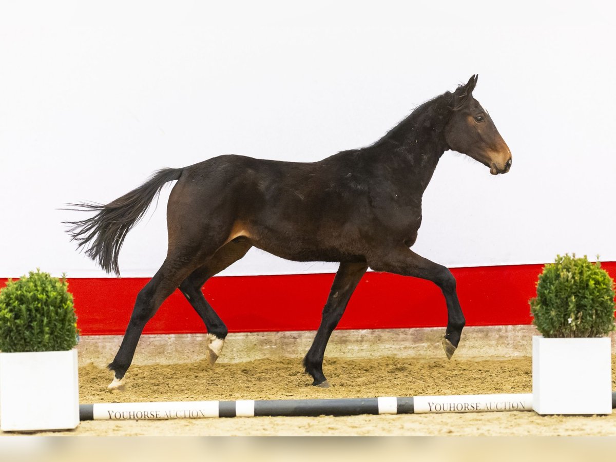 Zangersheide Hengst 2 Jaar 163 cm Donkerbruin in Waddinxveen