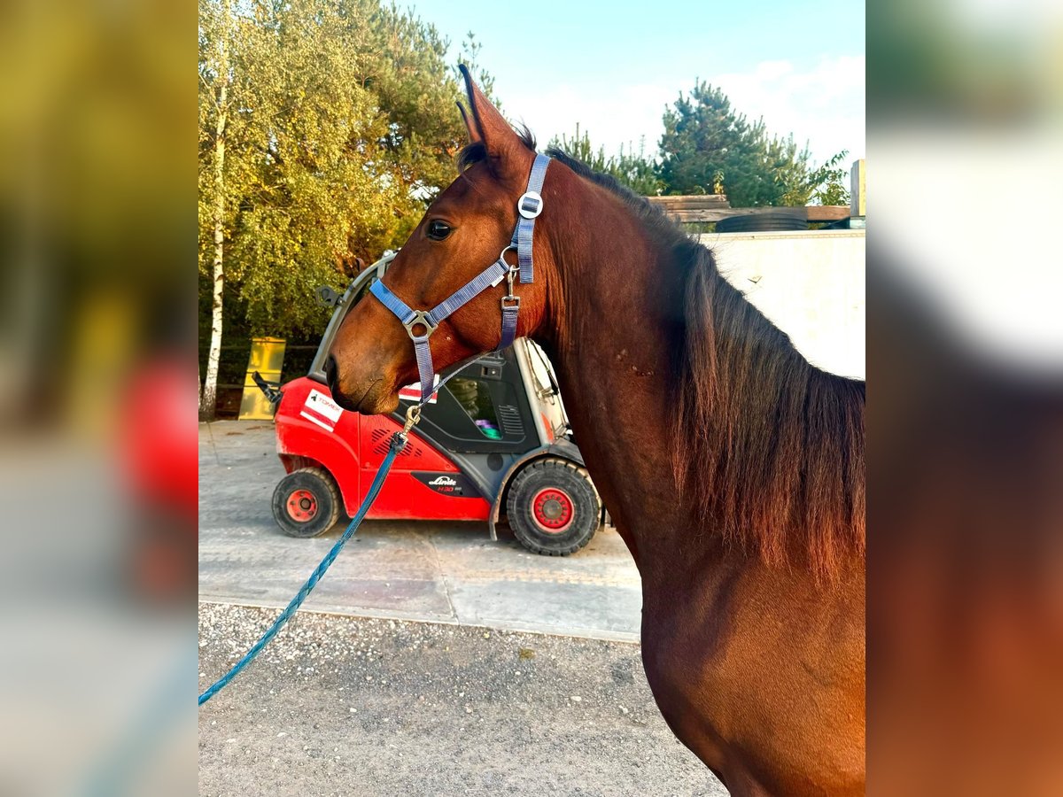 Zangersheide Hengst 2 Jaar 165 cm Roodbruin in turośl