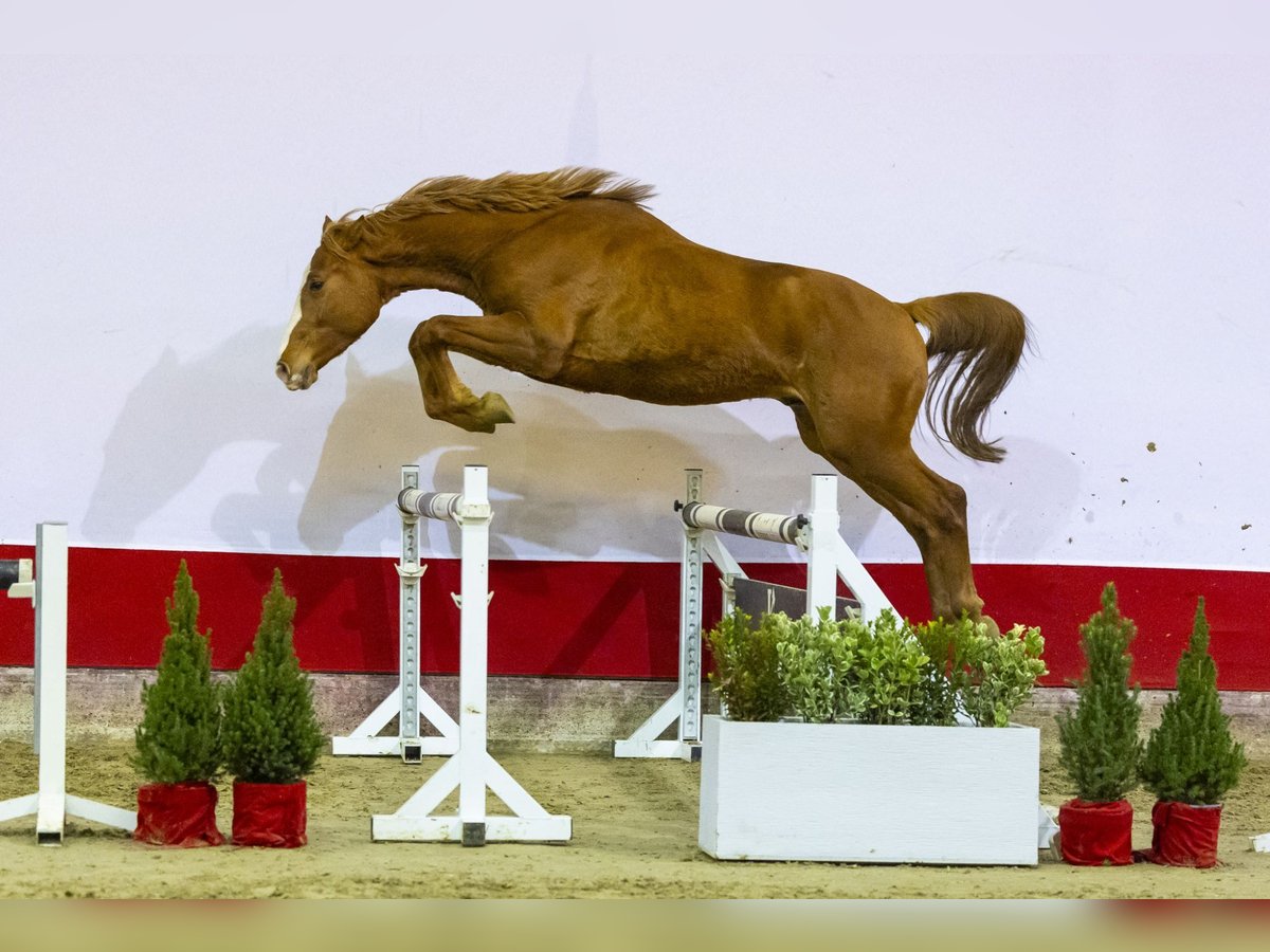 Zangersheide Hengst 2 Jaar 165 cm Vos in Waddinxveen