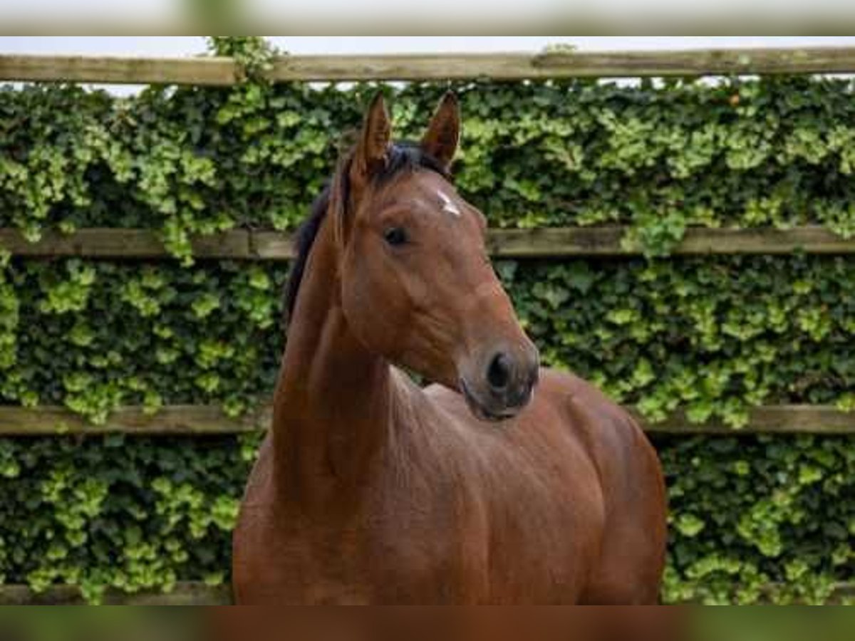 Zangersheide Hengst 2 Jaar 166 cm Bruin in Waddinxveen