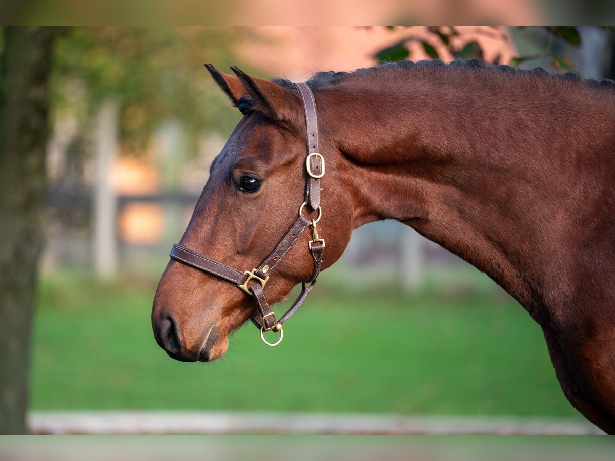 Zangersheide Hengst 2 Jaar 167 cm Bruin in GROTE-BROGEL