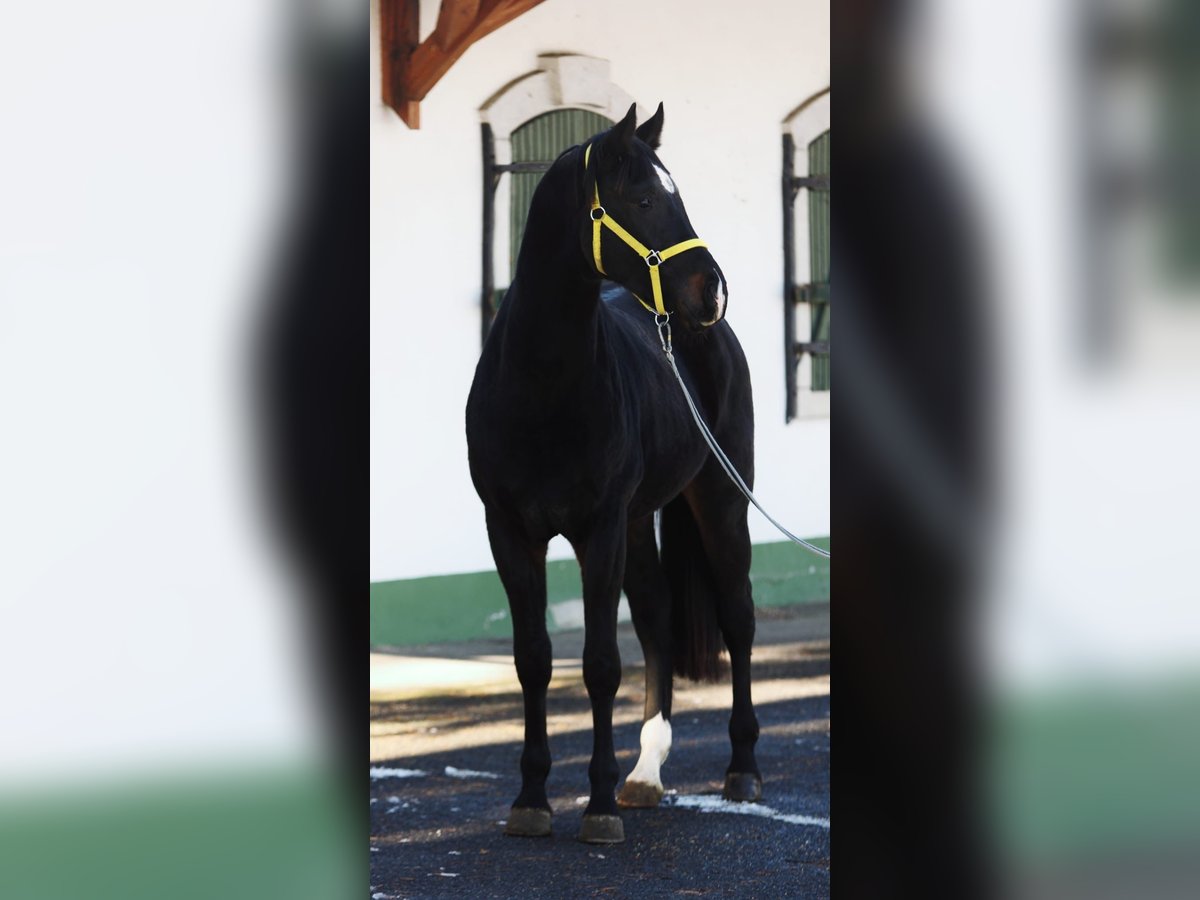 Zangersheide Hengst 2 Jaar 168 cm Donkerbruin in Halbenrain