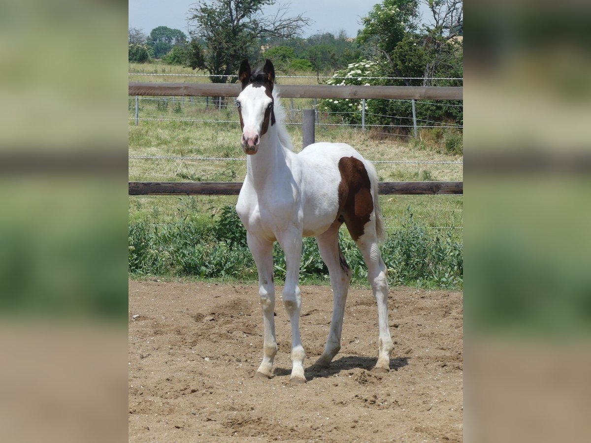 Zangersheide Hengst 2 Jaar 168 cm Gevlekt-paard in Mücheln (Geiseltal)