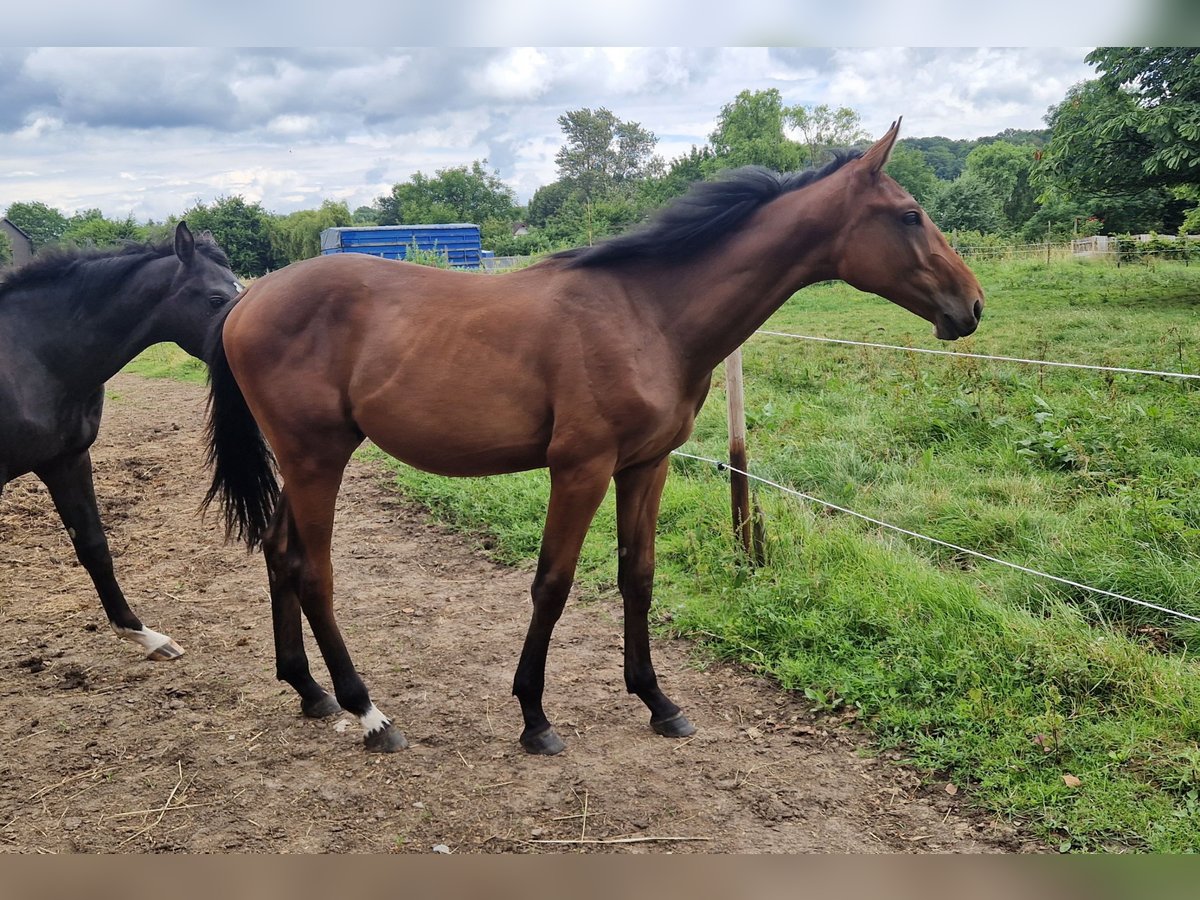 Zangersheide Hengst 2 Jaar 168 cm in Wachtberg