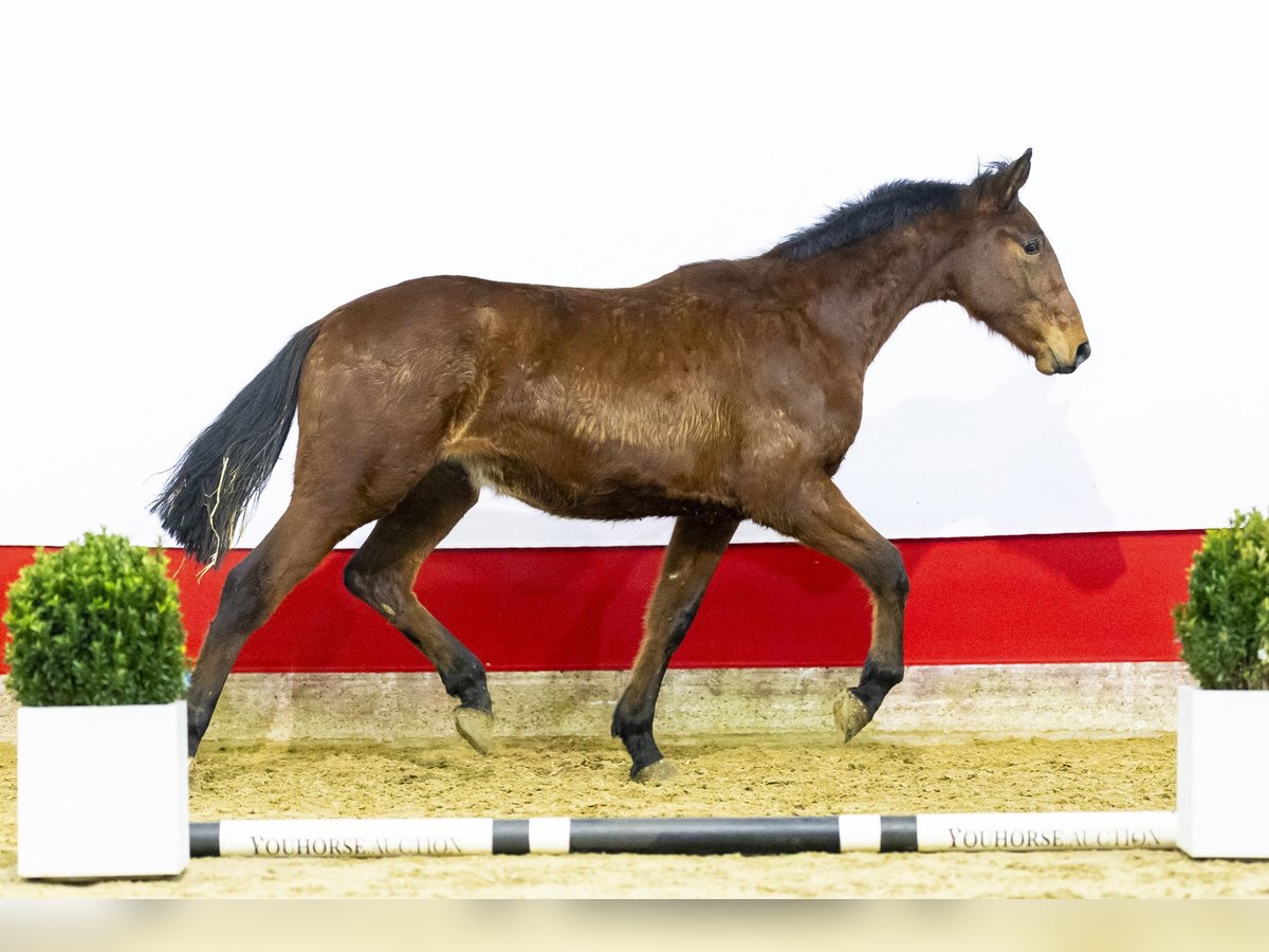 Zangersheide Hengst 2 Jaar 169 cm Bruin in Waddinxveen