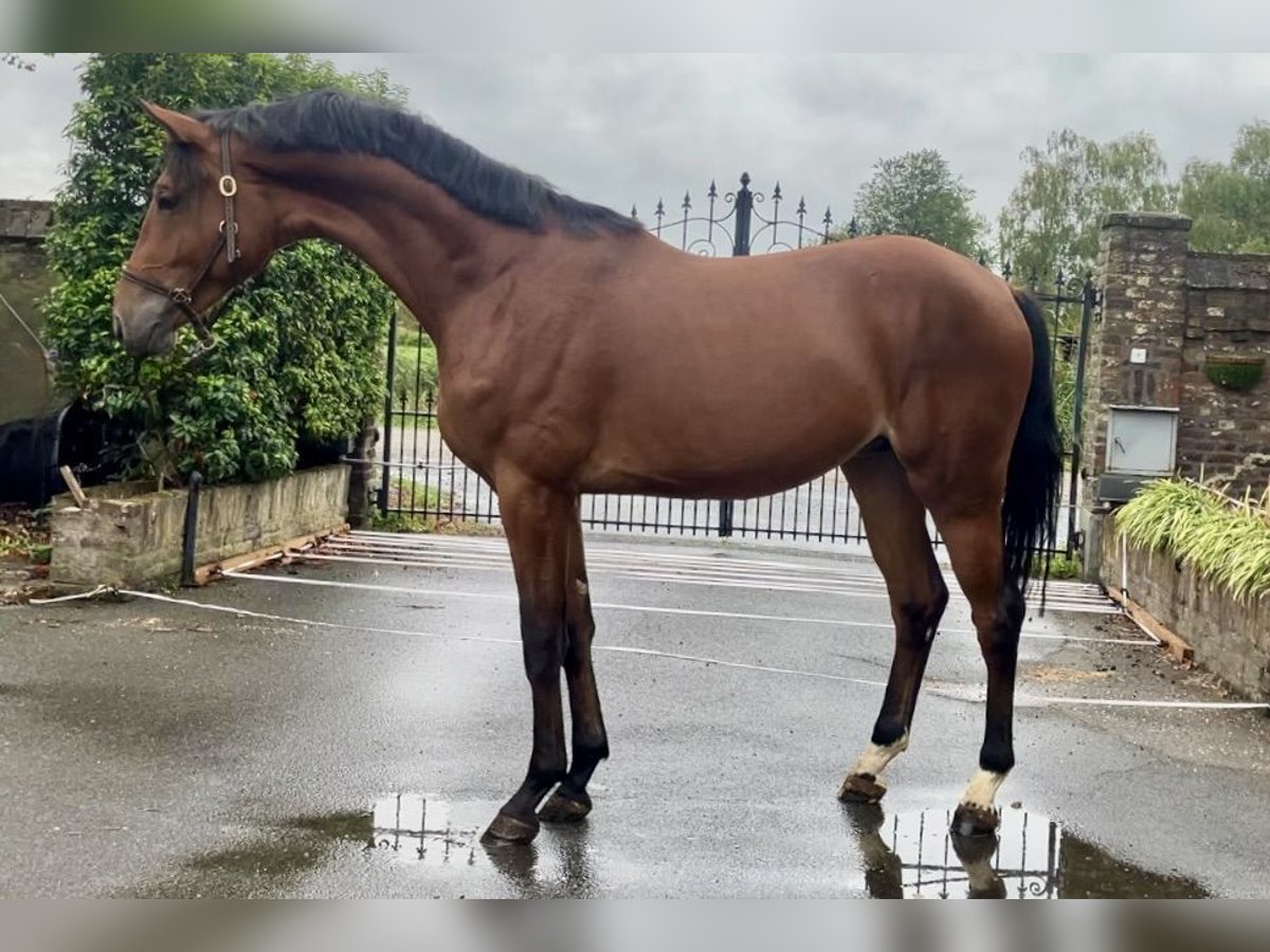 Zangersheide Hengst 2 Jaar 170 cm Bruin in Bladel