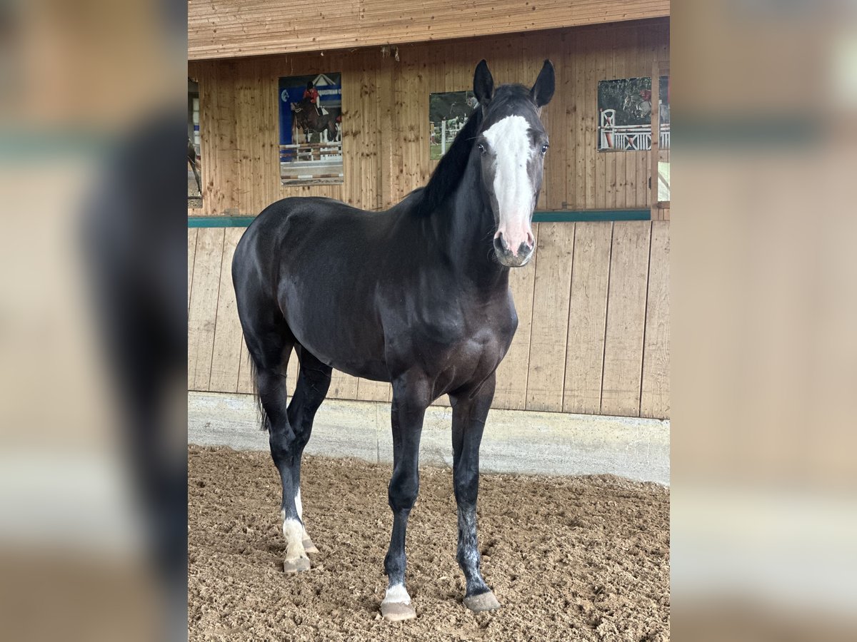 Zangersheide Hengst 2 Jaar 170 cm Zwartschimmel in Altusried