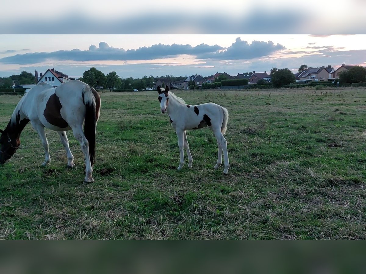 Zangersheide Hengst 2 Jaar Gevlekt-paard in susteren