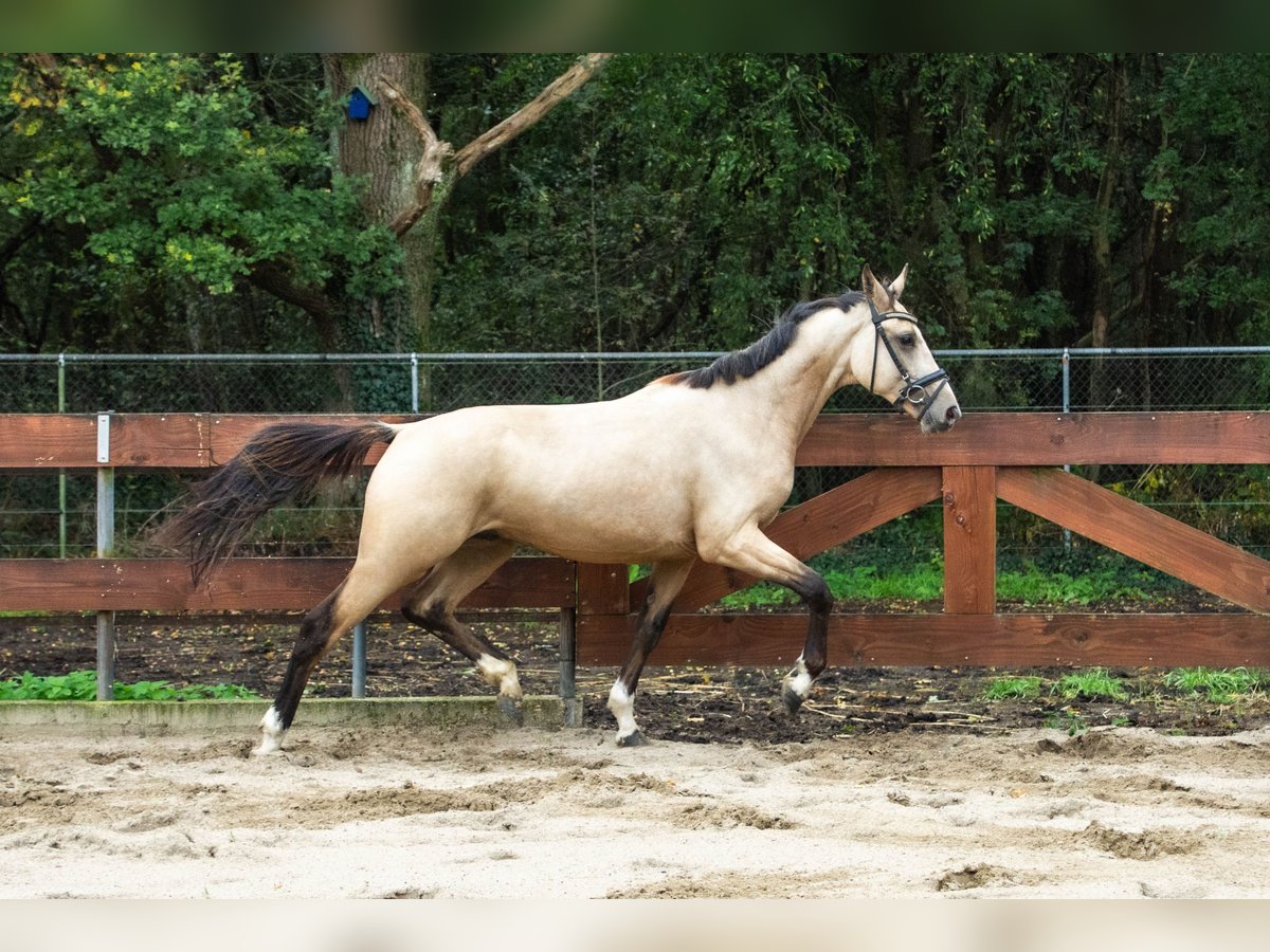 Zangersheide Hengst 3 Jaar 146 cm Buckskin in Schaijk