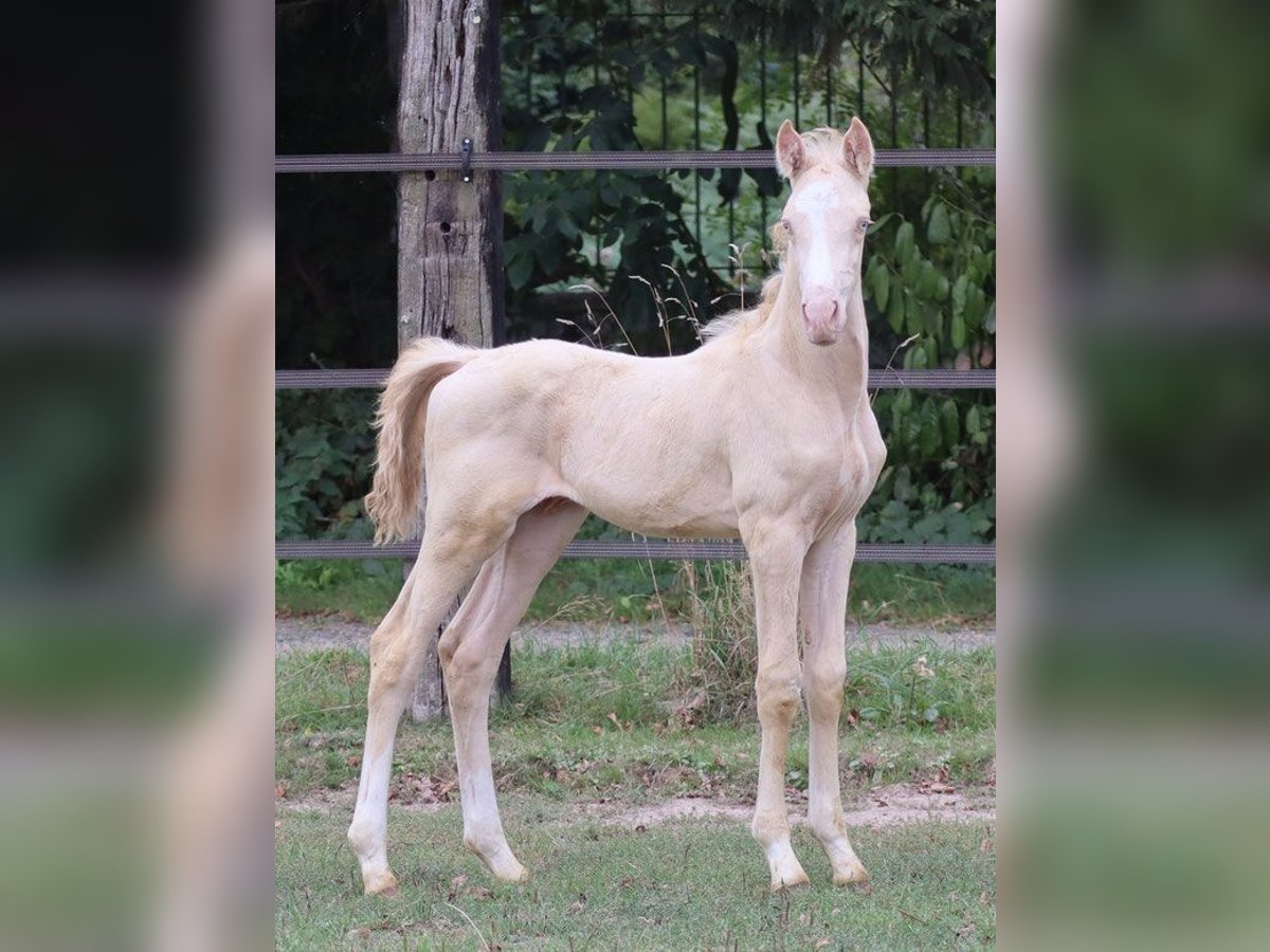 Zangersheide Hengst 3 Jaar 152 cm Perlino in Beaumont pied-de-boeuf