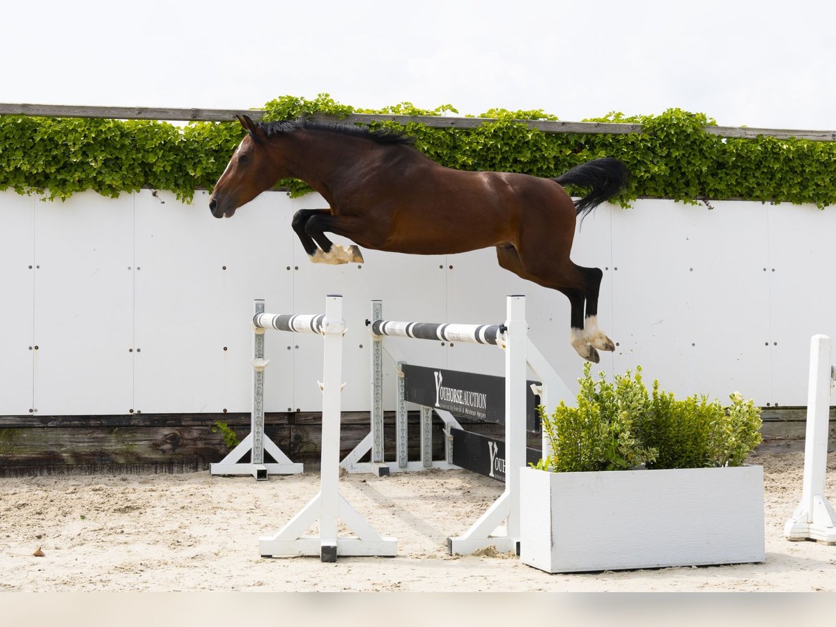 Zangersheide Hengst 3 Jaar 156 cm Bruin in Waddinxveen