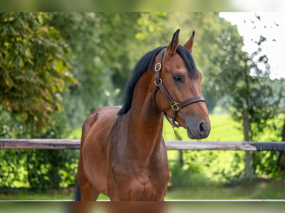 Zangersheide Hengst 3 Jaar 159 cm Bruin in Wijchmaal