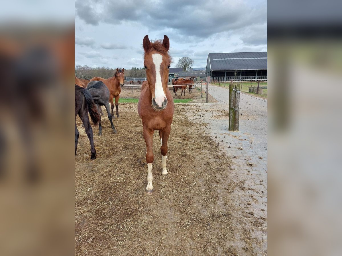 Zangersheide Hengst 3 Jaar 160 cm Donkere-vos in Dalfsen